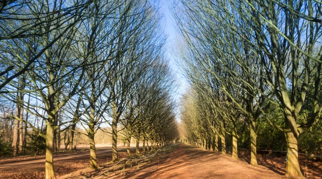 Anglesey Abbey gardens