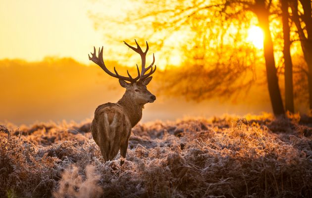 red deer in autumn