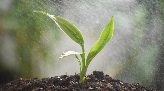 irrigation