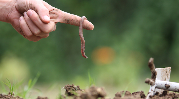 worms