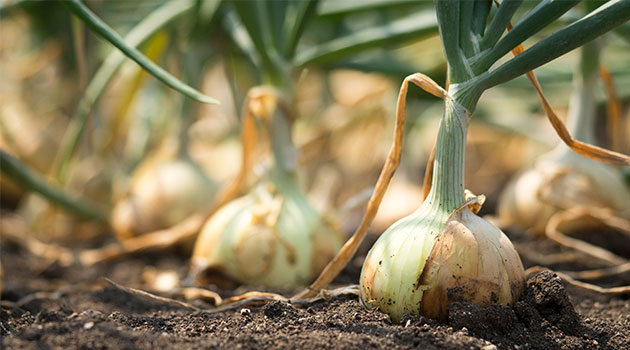 onions allotment
