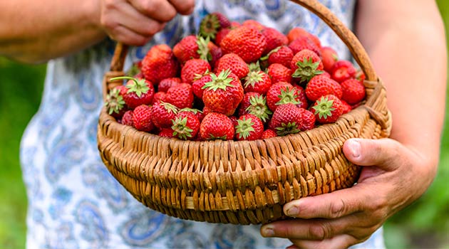 strawberries allotment