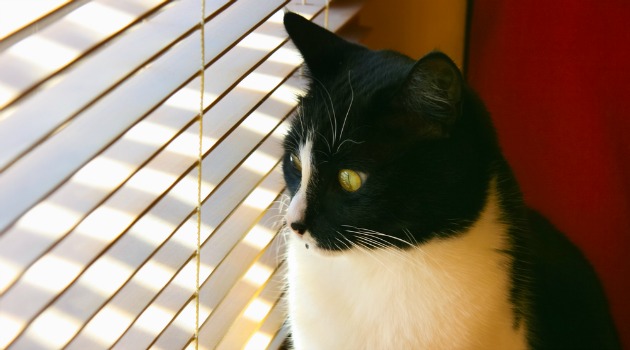 venetian blinds and cat