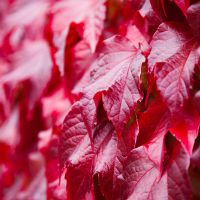 autumn climbing plants