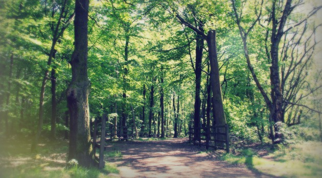 woodland