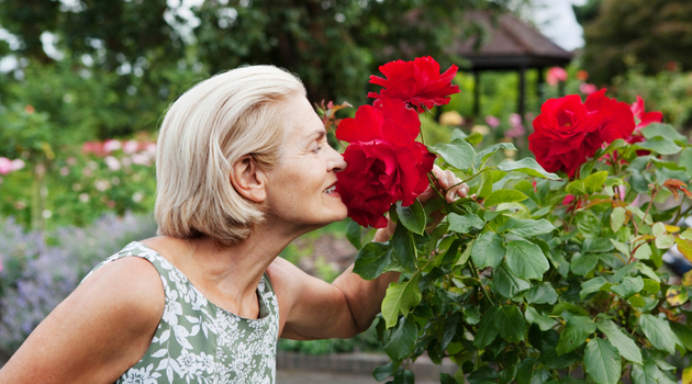 senior woman smelling rose bush