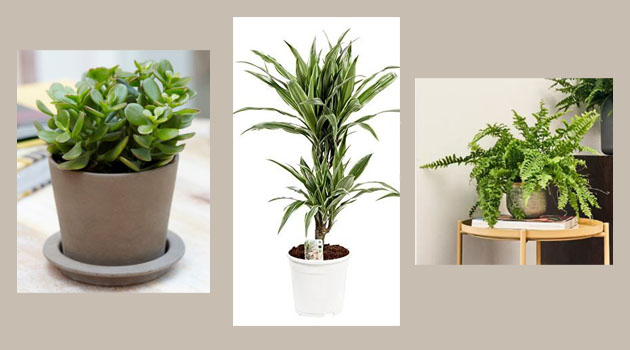 indoor plants