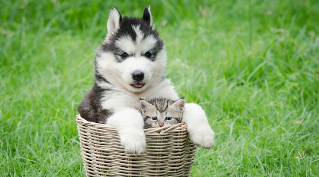 dog and cat in basket