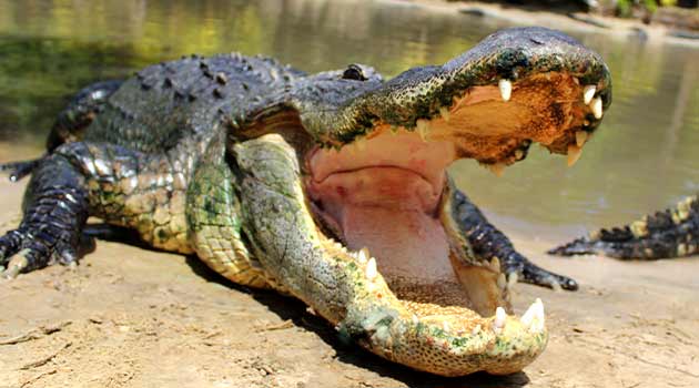 alligator 