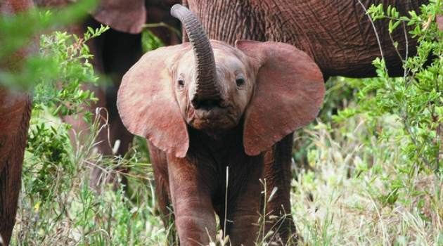multigenerational travel Kenya