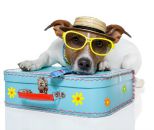 dog holiday
