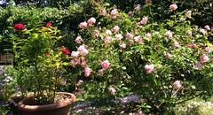 User post image