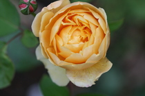 User post image
