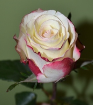 User post image