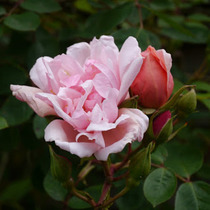 User post image