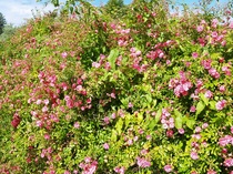 User post image