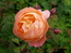 User post image