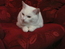 User post image