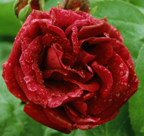 User post image
