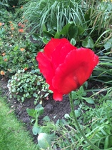 User post image