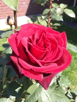 User post image