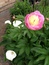 User post image