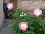 User post image
