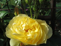 User post image