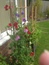 User post image