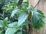 User post image