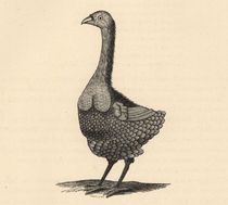 User post image