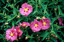 User post image