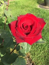 User post image