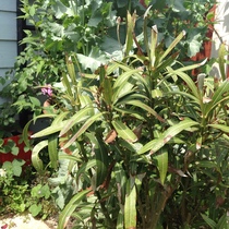 User post image