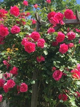 User post image
