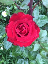 User post image