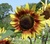 User post image