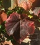 User post image