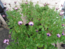 User post image