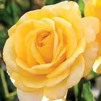 User post image