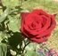 User post image