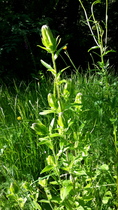 User post image