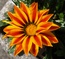 User post image