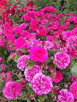 User post image