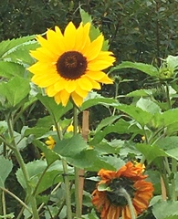 User post image