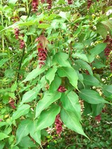 User post image