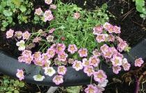 User post image