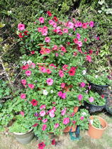 User post image