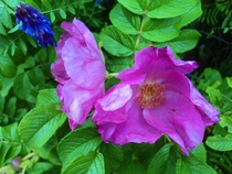 User post image