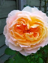 User post image